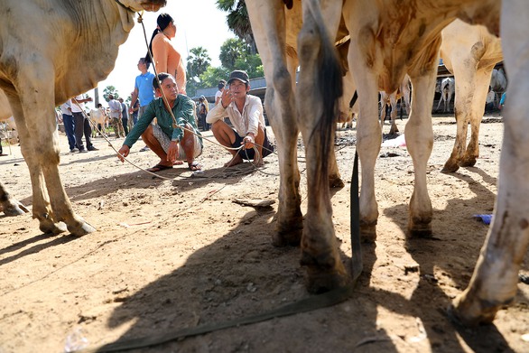 Về An Giang coi chợ bò mùa nước nổi - Ảnh 6. Về An Giang coi chợ bò mùa nước nổi - Ảnh 6.