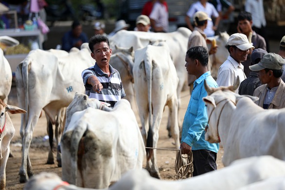 Về An Giang coi chợ bò mùa nước nổi - Ảnh 7. Về An Giang coi chợ bò mùa nước nổi - Ảnh 7.