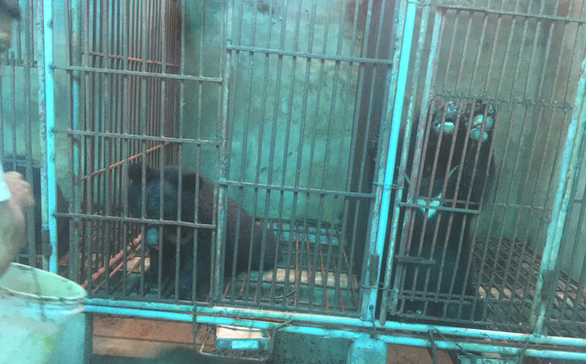 Nhận tin nuôi gấu trái phép, đến kiểm tra thấy nuôi… gà - Ảnh 1. Nhận tin nuôi gấu trái phép, đến kiểm tra thấy nuôi… gà - Ảnh 1.