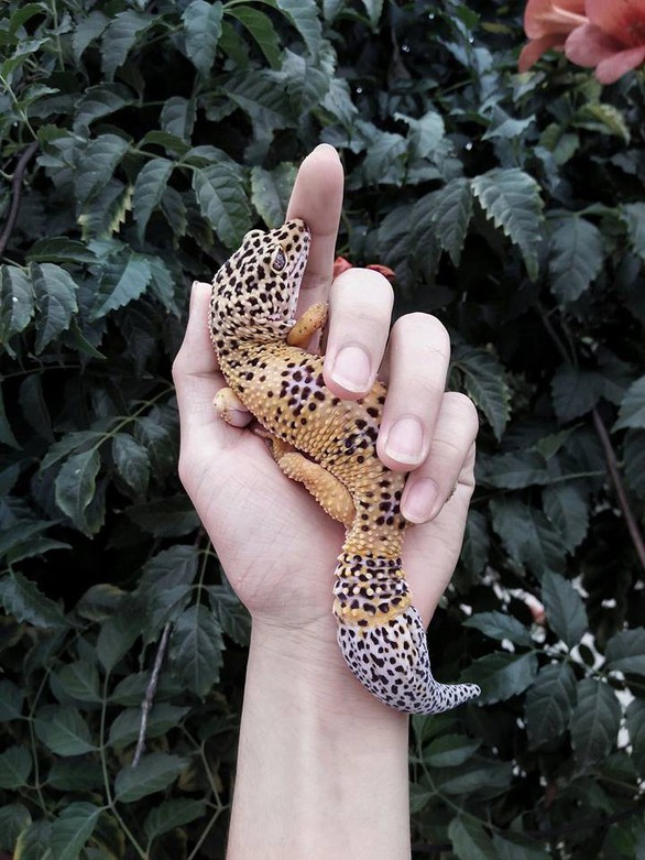Gia tài bò sát của cậu học sinh lớp 12 ở Khánh Hòa - Ảnh 17. Gia tài bò sát của cậu học sinh lớp 12 ở Khánh Hòa - Ảnh 17.