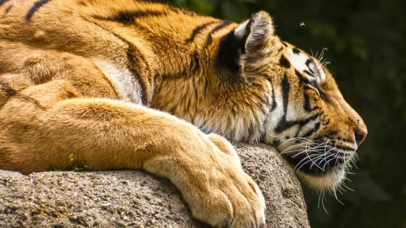 Hổ Malaysia lâm nguy vì… nhu cầu sầu riêng - Ảnh 1. Hổ Malaysia lâm nguy vì… nhu cầu sầu riêng - Ảnh 1.