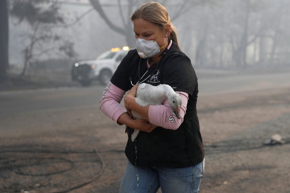 Mỹ: 23 người đã thiệt mạng do cháy rừng tại California - Ảnh 5. Mỹ: 23 người đã thiệt mạng do cháy rừng tại California - Ảnh 5.