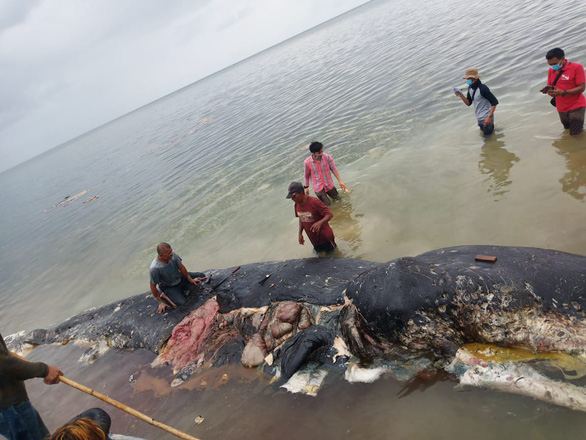 Cá nhà táng chết dạt vào bờ với 5,9kg rác nhựa trong bụng - Ảnh 1. Cá nhà táng chết dạt vào bờ với 5,9kg rác nhựa trong bụng - Ảnh 1.