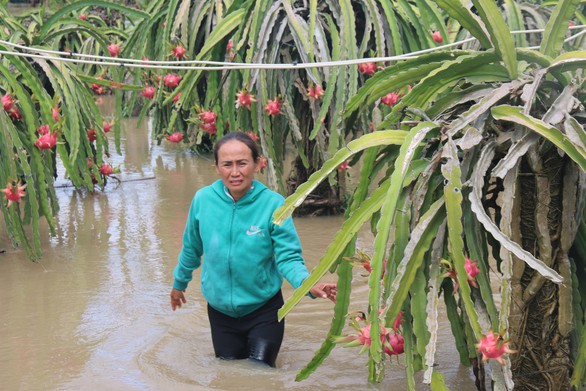 Thủ phủ thanh long Bình Thuận ngập nặng - Ảnh 4. Thủ phủ thanh long Bình Thuận ngập nặng - Ảnh 4.