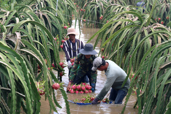 Thủ phủ thanh long Bình Thuận ngập nặng - Ảnh 1. Thủ phủ thanh long Bình Thuận ngập nặng - Ảnh 1.