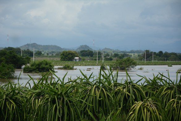 Thủ phủ thanh long Bình Thuận ngập nặng - Ảnh 2. Thủ phủ thanh long Bình Thuận ngập nặng - Ảnh 2.