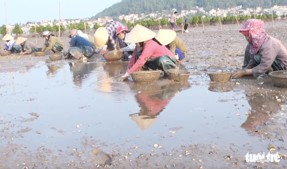 Dân Nghệ An hoang mang khi hàng trăm tấn ngao chết trắng đầm - Ảnh 3. Dân Nghệ An hoang mang khi hàng trăm tấn ngao chết trắng đầm - Ảnh 3.