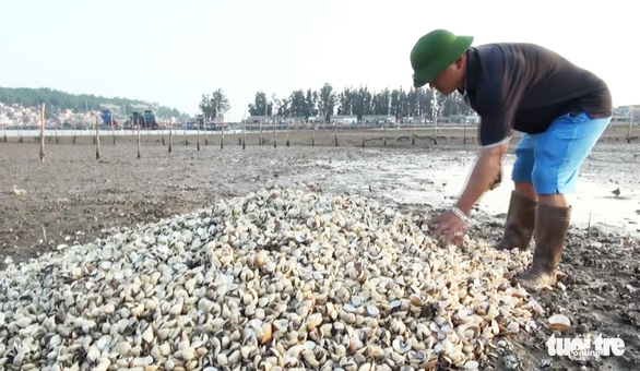 Dân Nghệ An hoang mang khi hàng trăm tấn ngao chết trắng đầm - Ảnh 2. Dân Nghệ An hoang mang khi hàng trăm tấn ngao chết trắng đầm - Ảnh 2.