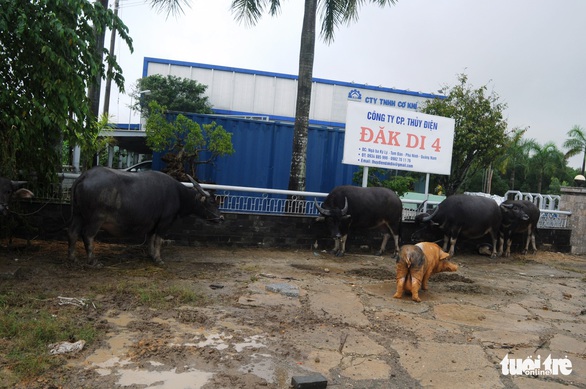 Dân Quảng Nam vật vã trong nước lũ ngập sâu - Ảnh 14. Dân Quảng Nam vật vã trong nước lũ ngập sâu - Ảnh 14.