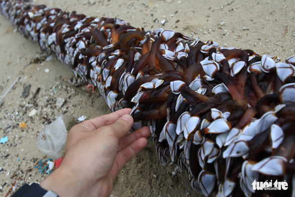 Sinh vật biển theo rác thải trôi dày đặc trên bãi biển Đà Nẵng - Ảnh 7.