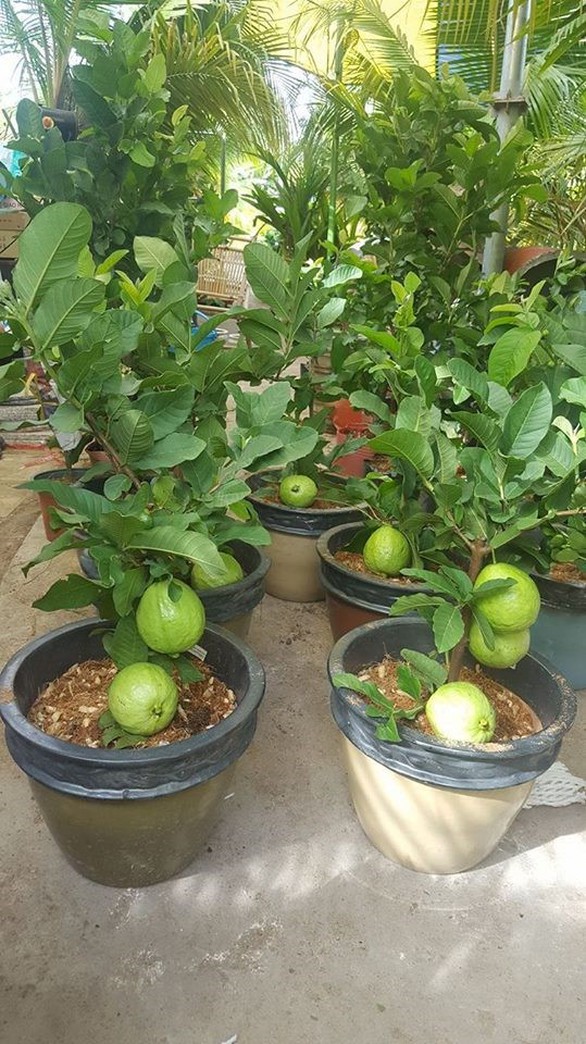 Đi Co.opmart mua cây ổi có trái giá chỉ 50.000đồng/cây. - Ảnh 1. Đi Co.opmart mua cây ổi có trái giá chỉ 50.000đồng/cây. - Ảnh 1.