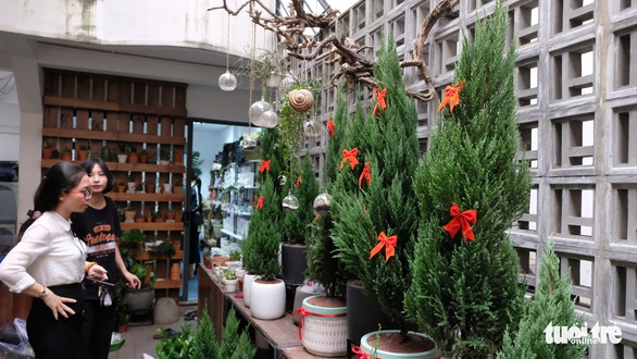 Bạn trẻ biến tấu cây xanh thân thiện môi trường mùa Giáng sinh - Ảnh 1. Bạn trẻ biến tấu cây xanh thân thiện môi trường mùa Giáng sinh - Ảnh 1.