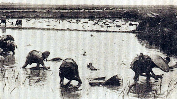 Hạt gạo Camargue nổi tiếng Pháp và lính thợ Việt Nam 70 năm - Ảnh 3. Hạt gạo Camargue nổi tiếng Pháp và lính thợ Việt Nam 70 năm - Ảnh 3.