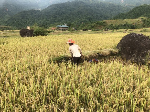 Noong Hẻo hồi sinh sau nạn vàng tặc - Ảnh 2. Noong Hẻo hồi sinh sau nạn vàng tặc - Ảnh 2.