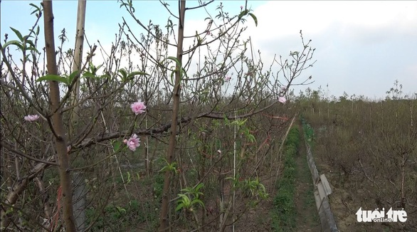 Đào Nhật Tân nở sớm, xuống phố trước tết 2 tháng - Ảnh 2. Đào Nhật Tân nở sớm, xuống phố trước tết 2 tháng - Ảnh 2.
