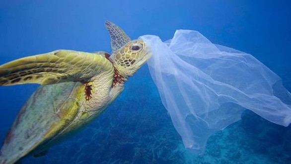 Đi du lịch nhớ gìn giữ môi trường biển - Ảnh 3. Đi du lịch nhớ gìn giữ môi trường biển - Ảnh 3.