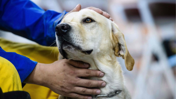 Chó cứu hộ cứu được người mắc kẹt sau 15 giờ tại Đài Loan - Ảnh 1.