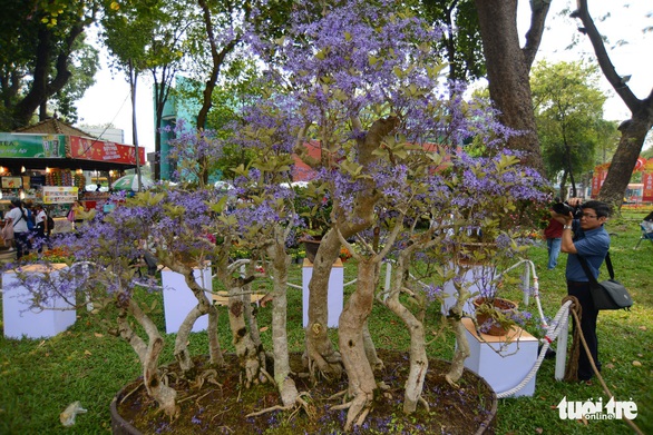 Hội hoa xuân Tao Đàn đã mở cửa đợi khách thưởng hoa - Ảnh 5. Hội hoa xuân Tao Đàn đã mở cửa đợi khách thưởng hoa - Ảnh 5.