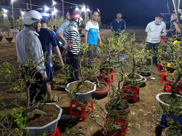 Dân Sài Gòn hối hả săn mai Tết tận khuya - Ảnh 3. Dân Sài Gòn hối hả săn mai Tết tận khuya - Ảnh 3.
