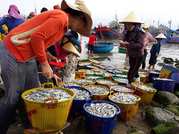 Mở biển, ngư dân trúng đậm cá cơm, mỗi đêm lời trăm triệu - Ảnh 4. Mở biển, ngư dân trúng đậm cá cơm, mỗi đêm lời trăm triệu - Ảnh 4.