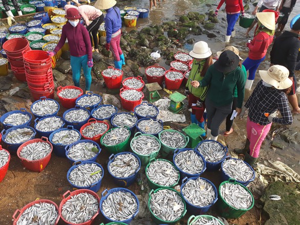 Mở biển, ngư dân trúng đậm cá cơm, mỗi đêm lời trăm triệu - Ảnh 3. Mở biển, ngư dân trúng đậm cá cơm, mỗi đêm lời trăm triệu - Ảnh 3.