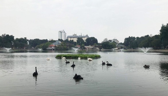 Tạm dừng thí điểm thả thiên nga ở hồ Hoàn Kiếm - Ảnh 5. Tạm dừng thí điểm thả thiên nga ở hồ Hoàn Kiếm - Ảnh 5.