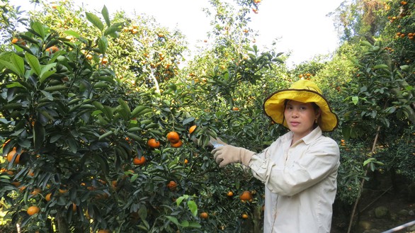 Cụ ông trồng quýt hồng thu tỉ đồng - Ảnh 3. Cụ ông trồng quýt hồng thu tỉ đồng - Ảnh 3.