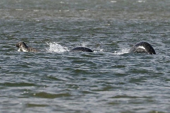 Thủy quái có thật? - Kỳ 2: Quái vật hồ Loch Ness - Ảnh 5. Thủy quái có thật? - Kỳ 2: Quái vật hồ Loch Ness - Ảnh 5.