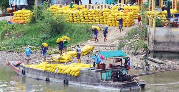 Bỏ gánh nặng cho hạt gạo Việt - Ảnh 1. Bỏ gánh nặng cho hạt gạo Việt - Ảnh 1.