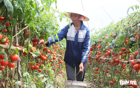 Cà chua rớt thảm còn mỗi ký 3.000 đồng, dân hái cho heo ăn - Ảnh 3.