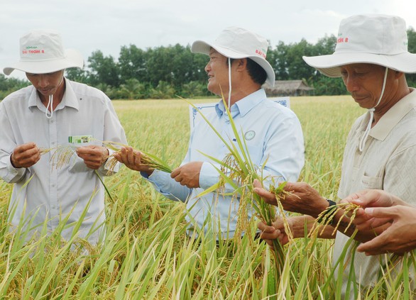 Giống lúa thích ứng với độ mặn cao - Ảnh 1. Giống lúa thích ứng với độ mặn cao - Ảnh 1.