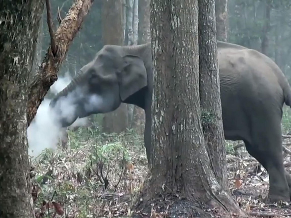 Video voi ‘nhả khói’ làm bối rối khoa học gia - Ảnh 2.
