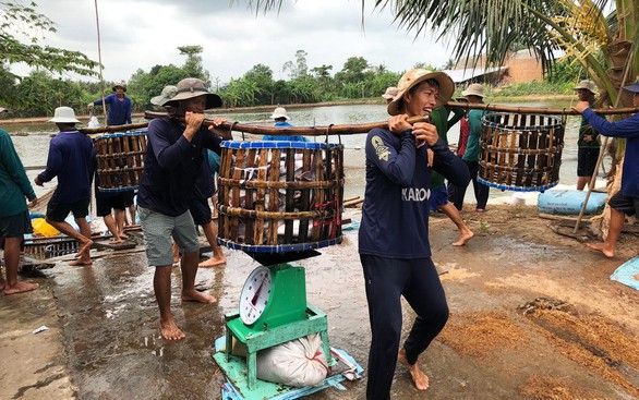 Xuất khẩu cá tra sang Trung Quốc tăng nóng - Ảnh 1. Xuất khẩu cá tra sang Trung Quốc tăng nóng - Ảnh 1.