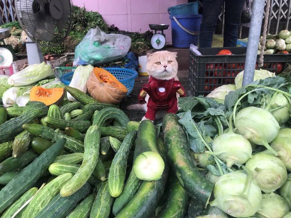 Chú mèo tên Chó hóa siêu anh hùng đi bán gà - Ảnh 5. Chú mèo tên Chó hóa siêu anh hùng đi bán gà - Ảnh 5.