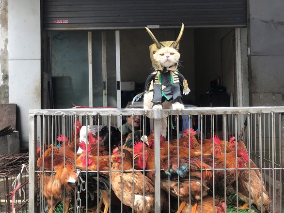 Chú mèo tên Chó hóa siêu anh hùng đi bán gà - Ảnh 2. Chú mèo tên Chó hóa siêu anh hùng đi bán gà - Ảnh 2.