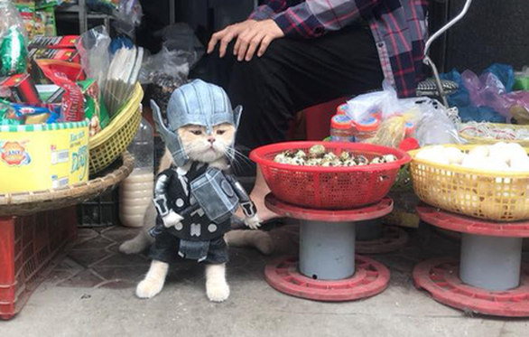 Chú mèo tên Chó hóa siêu anh hùng đi bán gà - Ảnh 1. Chú mèo tên Chó hóa siêu anh hùng đi bán gà - Ảnh 1.