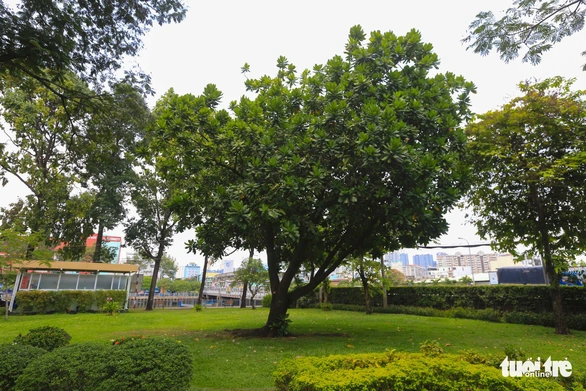 Bàng vuông Trường Sa ra hoa kết trái giữa lòng Sài Gòn - Ảnh 1. Bàng vuông Trường Sa ra hoa kết trái giữa lòng Sài Gòn - Ảnh 1.