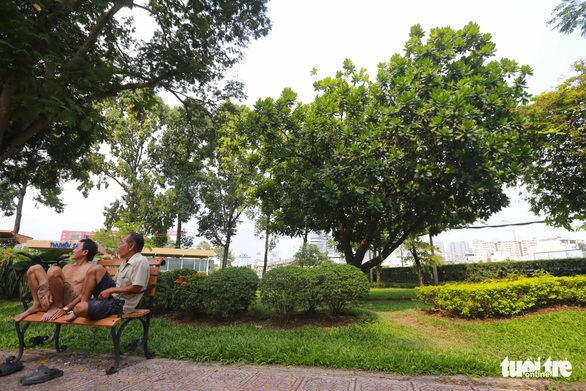 Bàng vuông Trường Sa ra hoa kết trái giữa lòng Sài Gòn - Ảnh 10. Bàng vuông Trường Sa ra hoa kết trái giữa lòng Sài Gòn - Ảnh 10.