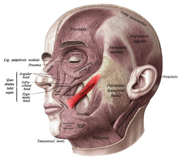 Vì sao con người có má lúm đồng tiền? - Ảnh 2. Vì sao con người có má lúm đồng tiền? - Ảnh 2.