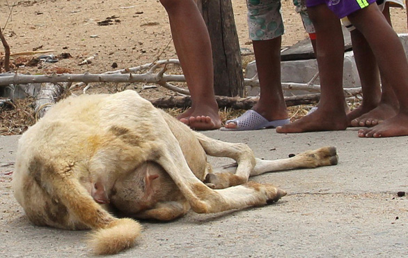 Nắng hạn, cừu Ninh Thuận chết hàng loạt - Ảnh 1.