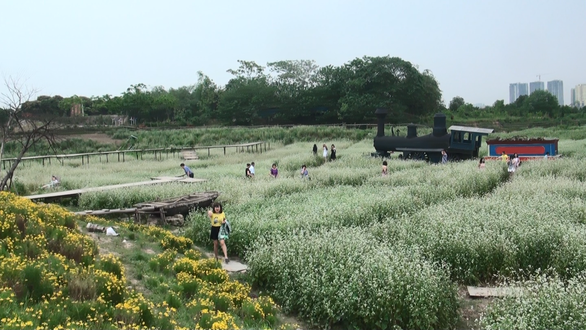Mê cung khổng lồ, hoa tam giác mạch hút giới trẻ thủ đô - Ảnh 5. Mê cung khổng lồ, hoa tam giác mạch hút giới trẻ thủ đô - Ảnh 5.