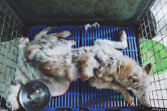 Cô gái 9X làm mẹ của hơn 100 chó mèo hoang - Ảnh 4. Cô gái 9X làm mẹ của hơn 100 chó mèo hoang - Ảnh 4.
