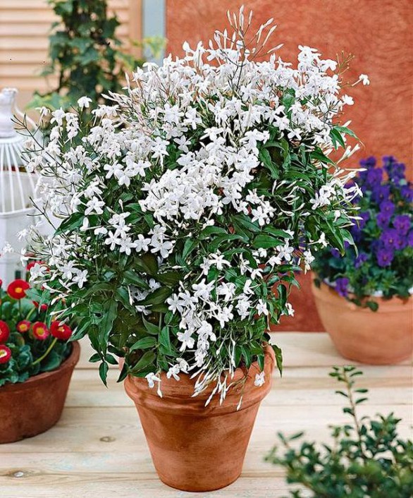 Nhà rực rỡ xanh mát nhờ các giàn hoa leo - Ảnh 5. Nhà rực rỡ xanh mát nhờ các giàn hoa leo - Ảnh 5.