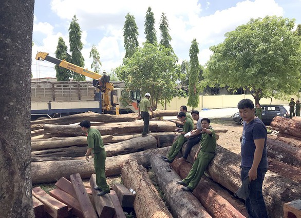 Từ 1-6, gỗ lậu sẽ không được nhập vào châu Âu - Ảnh 1. Từ 1-6, gỗ lậu sẽ không được nhập vào châu Âu - Ảnh 1.