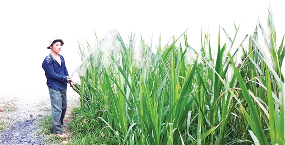 Chuyển đổi đất lúa sang trồng cỏ nuôi bò - Ảnh 3. Chuyển đổi đất lúa sang trồng cỏ nuôi bò - Ảnh 3.