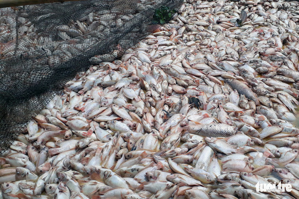 Khảo sát tìm nguyên nhân 1.500 tấn cá chết trên sông La Ngà - Ảnh 2.