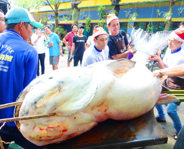Huyền thoại đánh bắt quái ngư Vàm Nao - Ảnh 3. Huyền thoại đánh bắt quái ngư Vàm Nao - Ảnh 3.