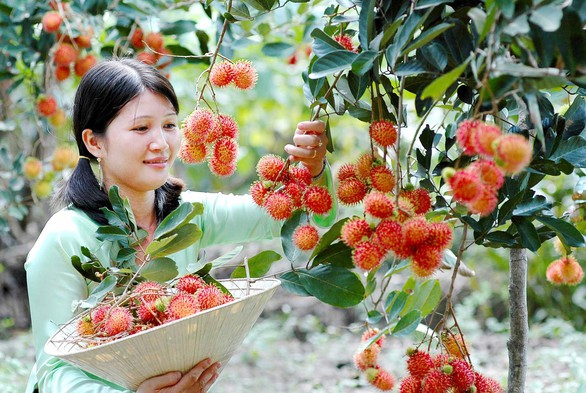 Về cù lao ăn chôm chôm miệt vườn - Ảnh 1. Về cù lao ăn chôm chôm miệt vườn - Ảnh 1.