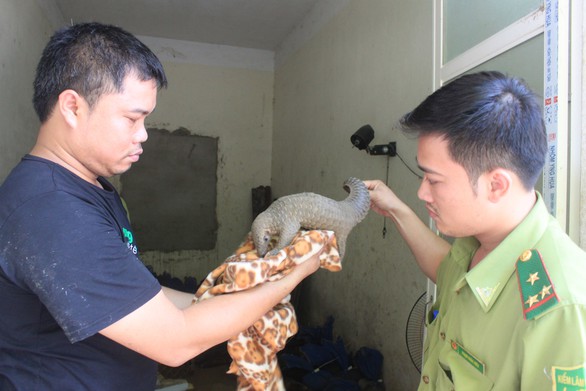 Bắt giữ xe tải chở 74 con tê tê, gửi sang rừng Cúc Phương - Ảnh 1. Bắt giữ xe tải chở 74 con tê tê, gửi sang rừng Cúc Phương - Ảnh 1.