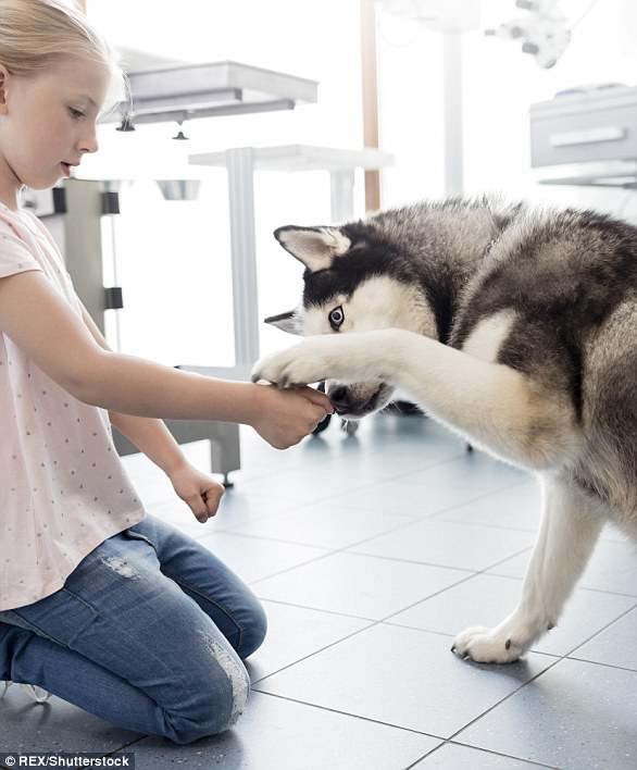 Giải mã ngôn ngữ cử chỉ những chú chó cưng - Ảnh 4. Giải mã ngôn ngữ cử chỉ những chú chó cưng - Ảnh 4.